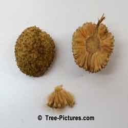 Sycamore Trees: Opened Pieces of a Sycamore Tree Fruit, Sycamore Seedlings