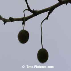 Sycamore Trees: Fall Sycamore Tree Fruit