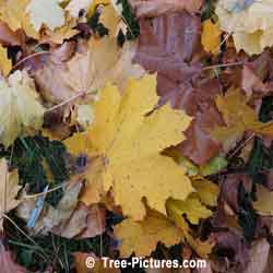 Sycamore Trees: Sycamore Leaf: Autumn Sycamore Tree Leaves