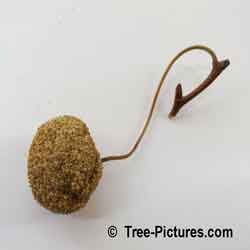 Sycamore Fruit