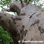 Sycamore Tree Pictures: American Sycamore Bark Tree+Sycamore+American+Bark