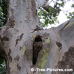 Sycamore Tree Pictures: American Sycamore Tree Bark