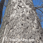 Sycamore Tree Pictures: Close Up of Mature Sycamore Bark