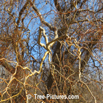 Willow Tree Types: Twisted Curly Willow Trees Branches