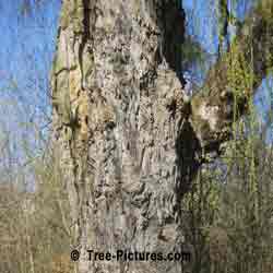 Pictures of Willow Trees: Willow Tree Bark