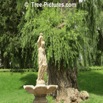 Willow Tree: Weeping Willow Tree TypePpicture