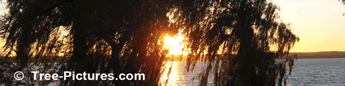 Weeping Willow: Willow Trees by the Lake Sunset Image