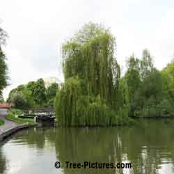 Willow Tree Pictures: Weeping Willow on the Avon Canal, Bath, England UK