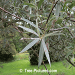Willow Tree; Picture of a White Willow Tree Leaf and Branches