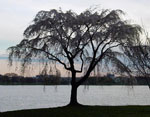 tree picture