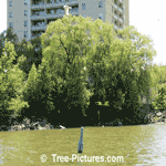 Willow Tree Photos: Picture of River Willow Trees