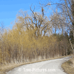 Willow Tree: Curly Type of Willow Trees Picture