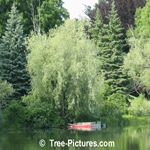 Willows Tree: Picture of Willow Tree by the Lake