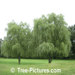 Willow Trees: Picture of Weeping Willow Tree Type