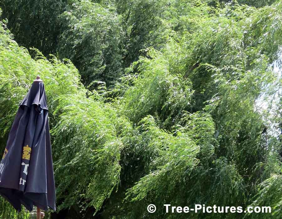 Willow Trees, Picture of Willow Tree, we have many images of Willow Trees