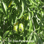 Willow Tree Pictures: Garden Hybrid, Weeping WillowLeaf Pear Shrub Type Photo