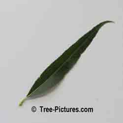 Willow Trees: Leaf of the Willow Tree