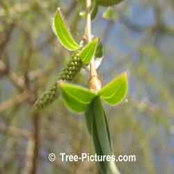Willow Tree: Willow Catkin, Branch and Leaf; New Spring's Willow Branch