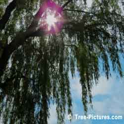 Willow Tree, Willow Trees Branches in Summer Sun