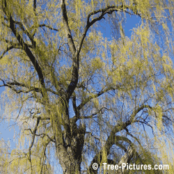 Willow Tree, Spring Willow Golden Green Branches in Spring