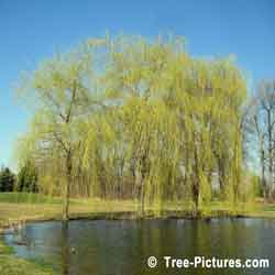 Willow Trees, Willow Tree in Spring