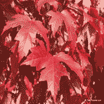 mapletreeredleaves