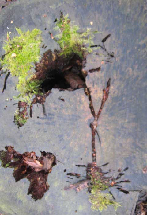 Apple Tree Hollow