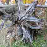 Gnarly Tree Root