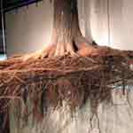 Pine Tree Root Picture