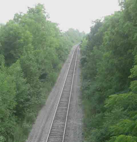 Trees by the Railway