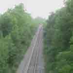 Trees along the Railway