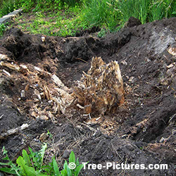 Tree Stump Removal: Digging out Method of Removing a Trees Stump