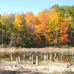 Tree Stump Pond