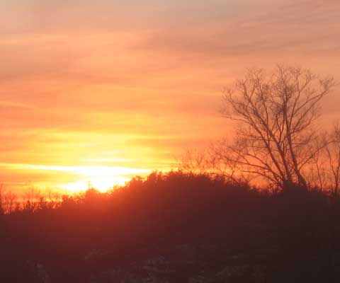 Tree Sunset Picture