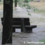 Park Trees, Picture of Flooded Park Bench & Trees