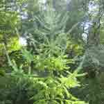 White Pine Tree