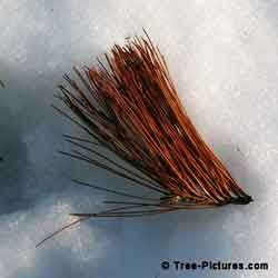 Pine Tree Needle: Fallen Pine Needles on on the Snow Photo | Tree:WhitePine+Needles at Tree-Pictures.com