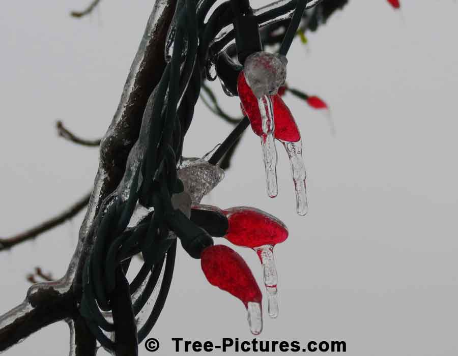 Christmas LED Lights Covered in Ice After Ice Storm | Xmas Trees at Tree-Pictures.com