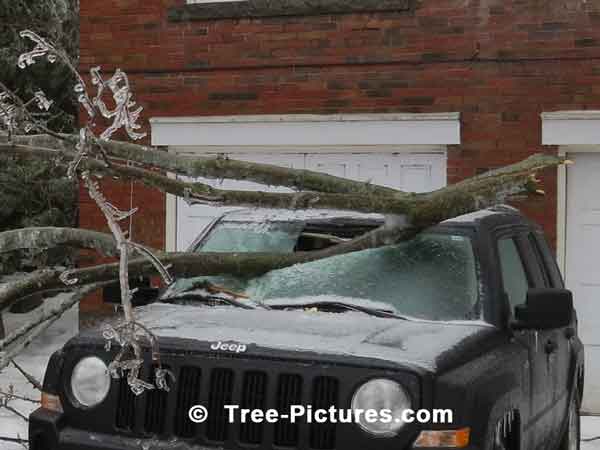 Ice Storm Tree Branches Everywhere Thru Car Window Shield