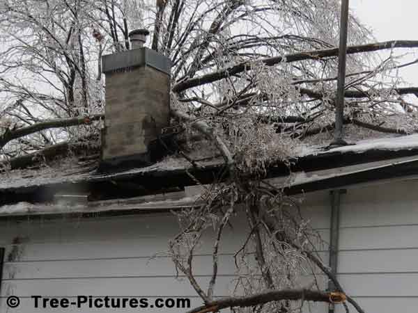 Tree Branches: Impressive Ice Storm Fallen Tree Branches
