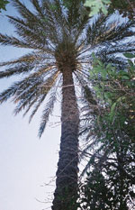 palm tree picture