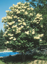 lilac tree picture
