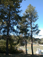 pine tree picture