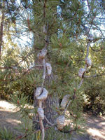 pine tree picture