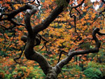 maple tree picture, Japanese Type
