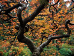 maple tree picture