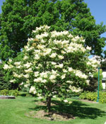 lilac tree picture
