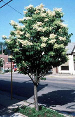 lilac tree picture
