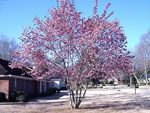 magnolia tree picture