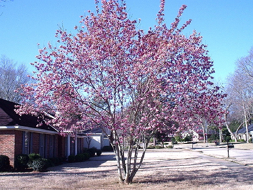 magnolia tree. tulip magnolia tree